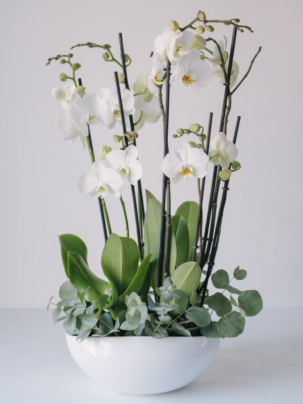Aranjament Cu 2 Orhidee La Ghiveci Albe In Vas Ceramic