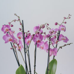 Aranjament Cu 2 Orhidee La Ghiveci Mov In Vas Ceramic