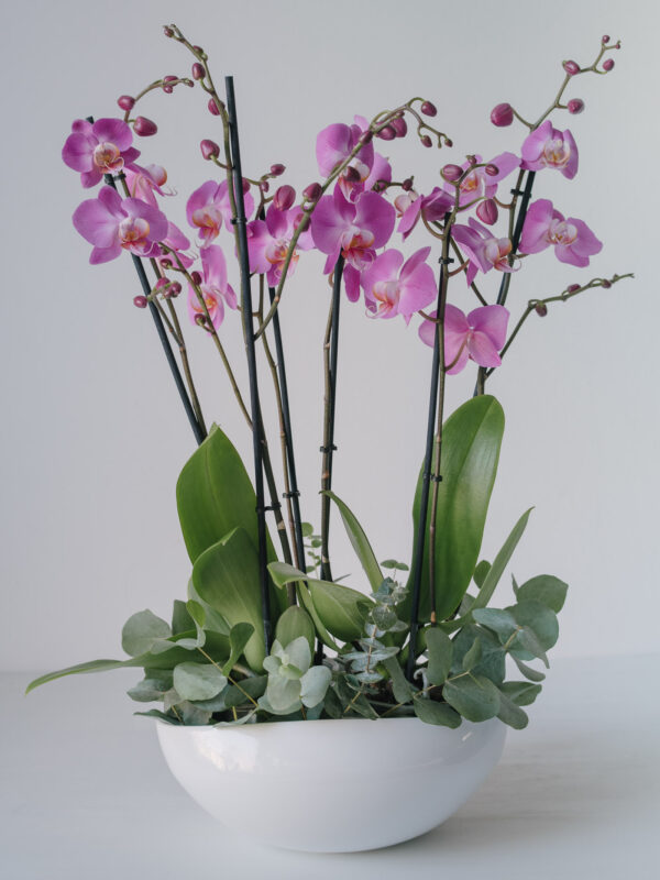 Aranjament Cu 2 Orhidee La Ghiveci Mov In Vas Ceramic