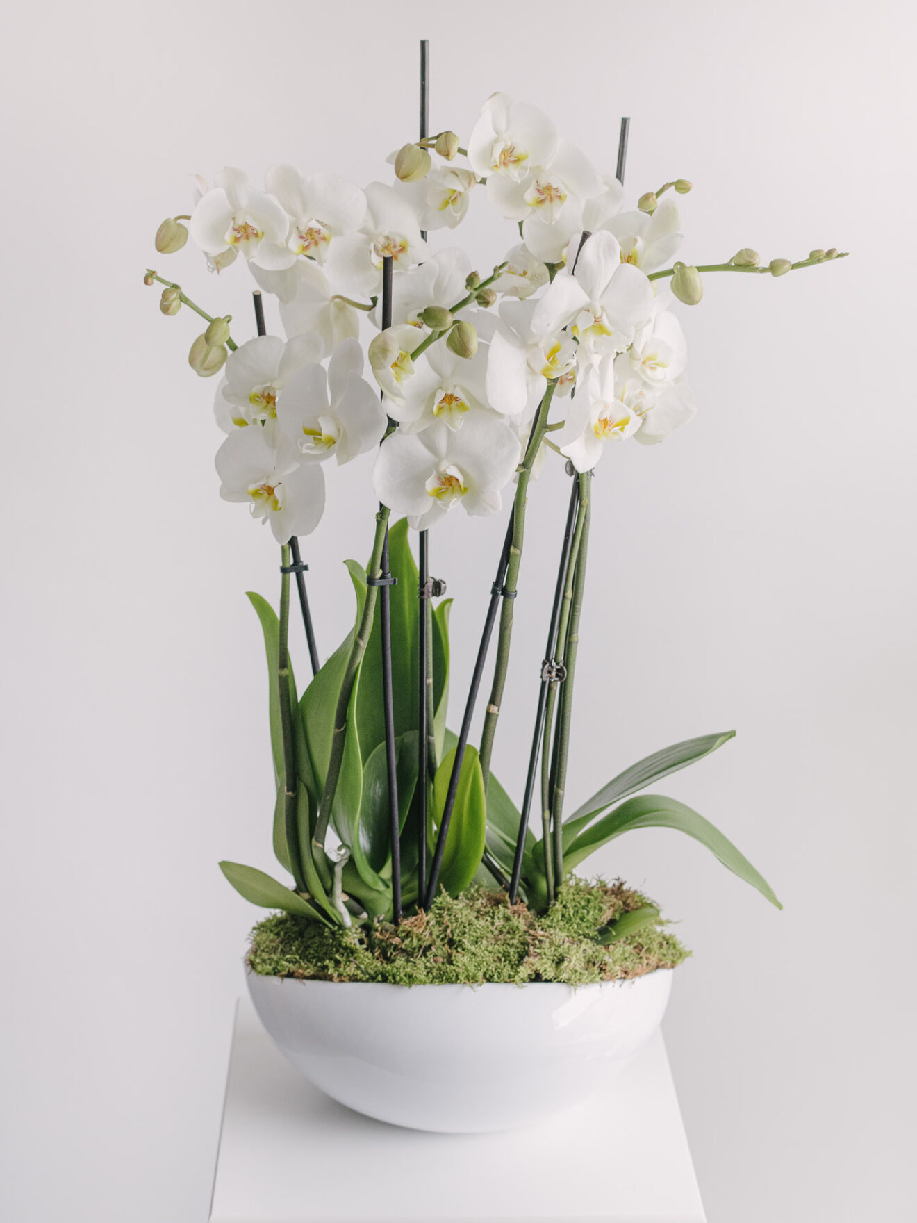 Aranjament Cu 2 Orhidee Phalaenopsis Cu Muschi In Vas Ceramic