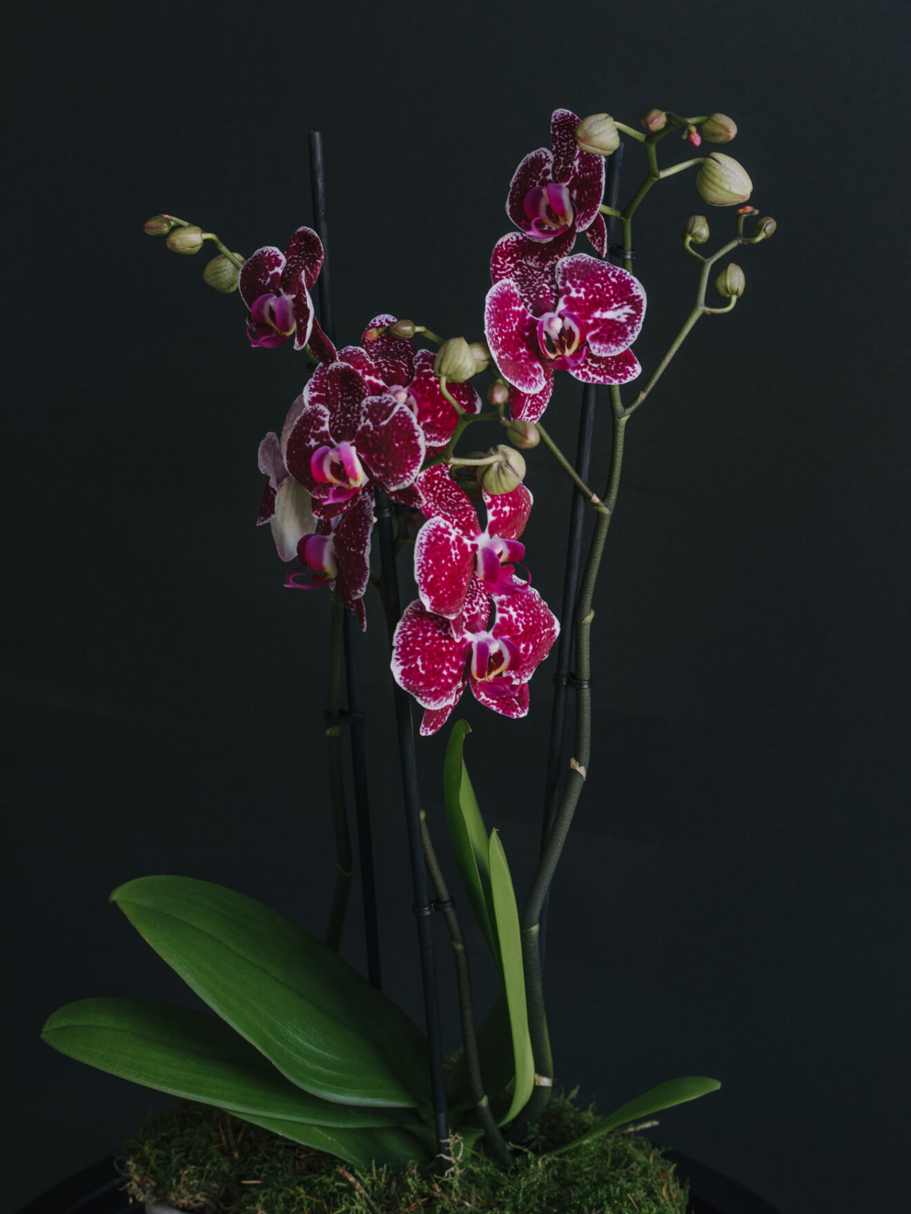 Aranjament Cu Orhidee În Vas
