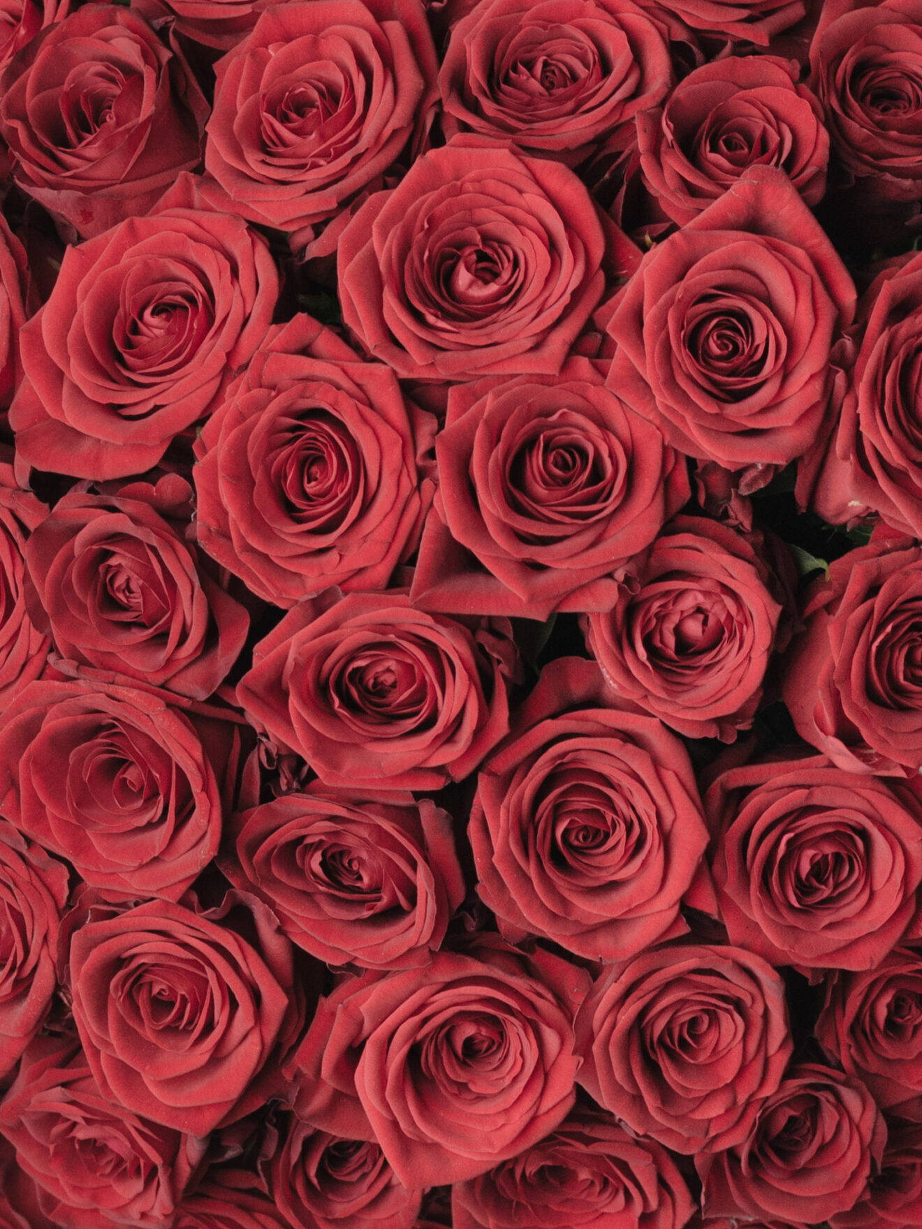 Buchet Mare Cu 55 Trandafiri Roșii Red Naomi