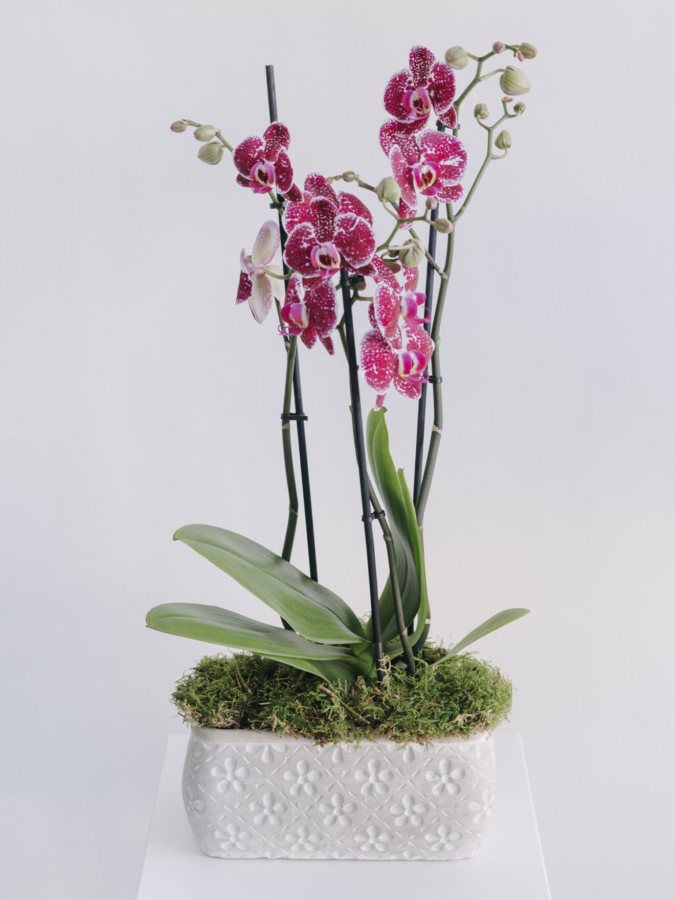 Orhidee În Vas Ceramic Cu Mușchi