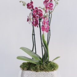 Orhidee În Vas Ceramic Cu Mușchi