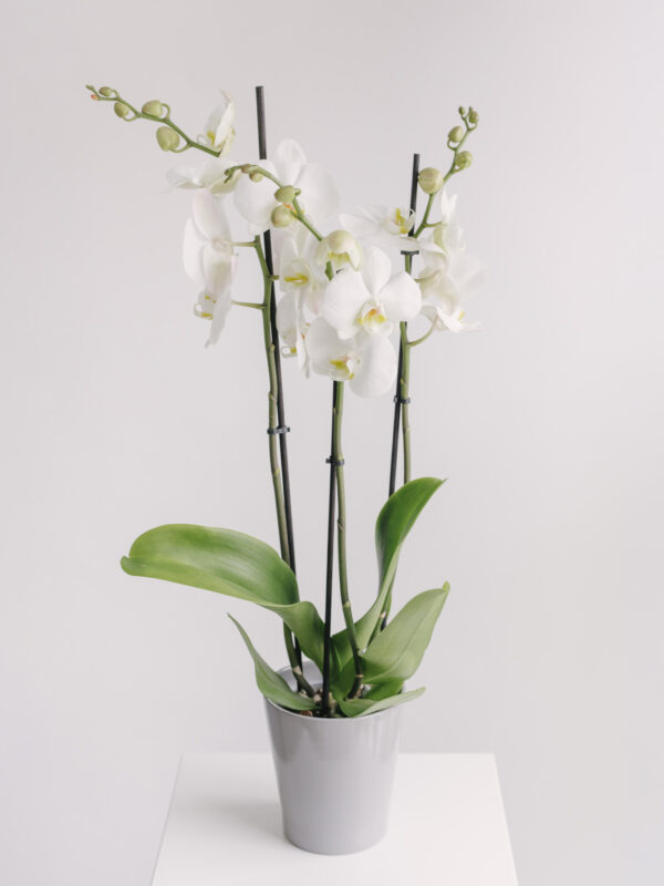 Orhidee la ghiveci albă cu 3 fire Ema Focșani