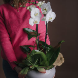 Aranjament Deosebit Cu Orhidee Și Plante Queen Flowers Suceava