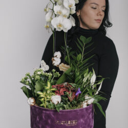 Aranjament Cu Plante În Cutie De Catifea