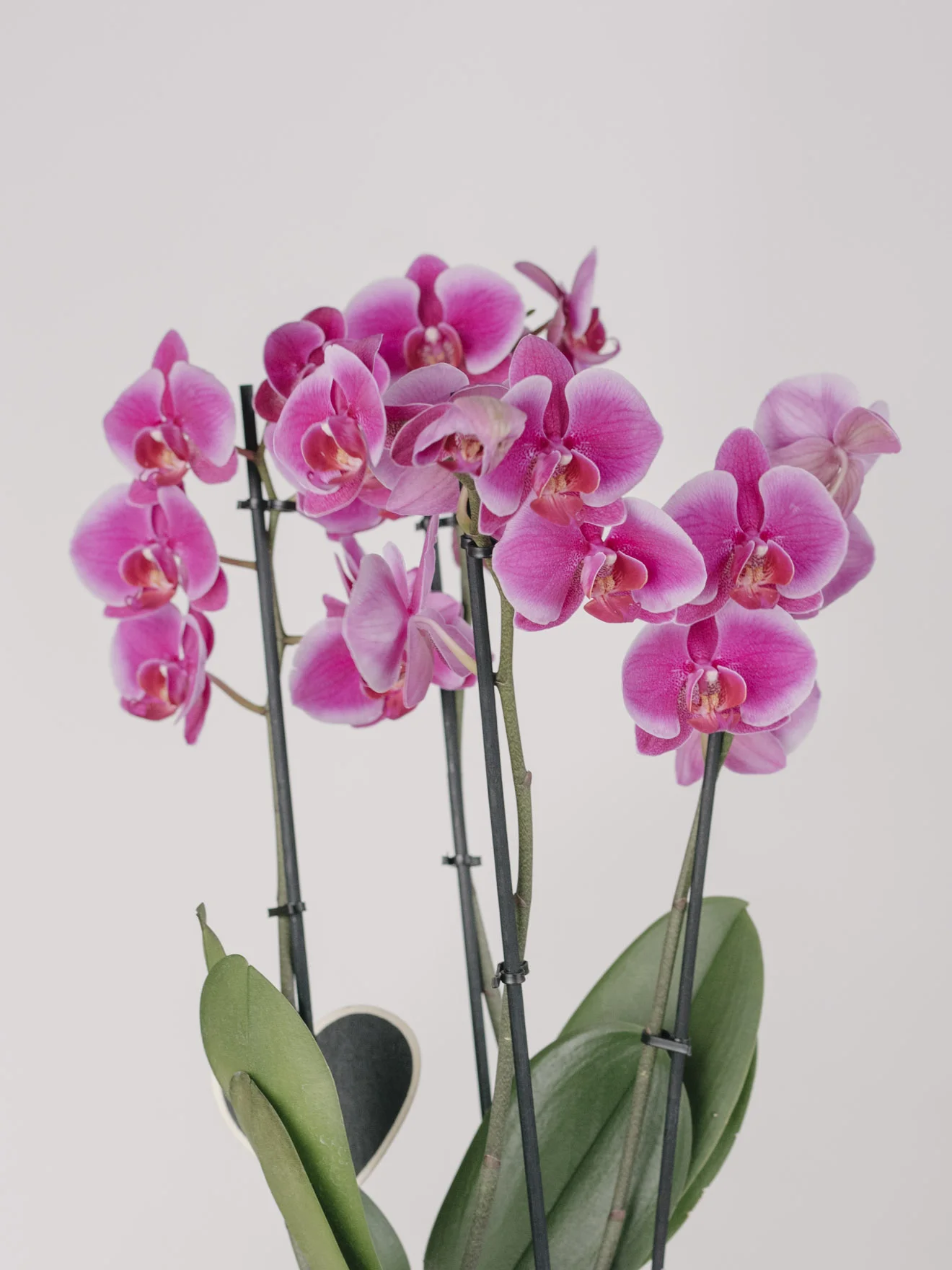 Aranjament Cu Orhidee Și Succulent
