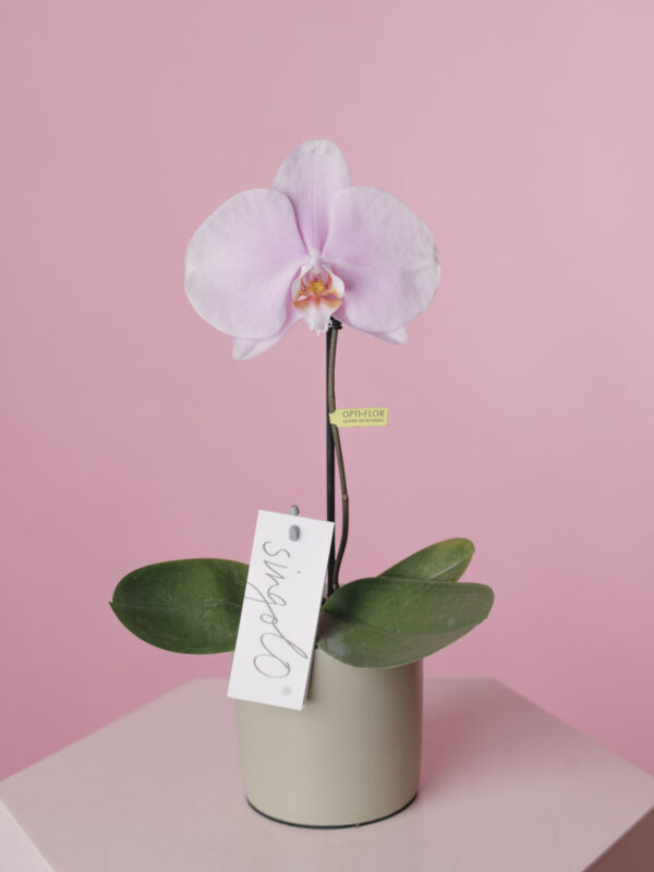 Orhidee Opti-Flor Singolo Light