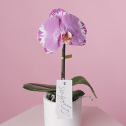 Orhidee Opti-Flor Singolo Mov