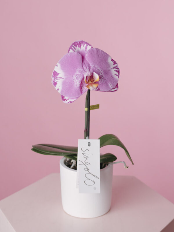 Orhidee Opti-Flor Singolo Mov