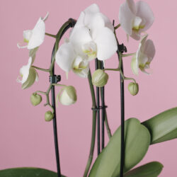 Orhidee Phalaenopsis Albă Arcuită