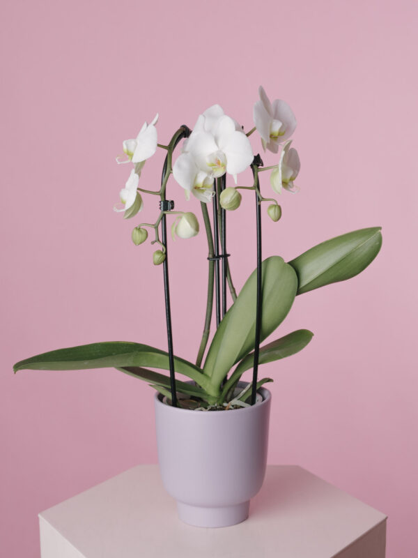 Orhidee Phalaenopsis Albă Arcuită