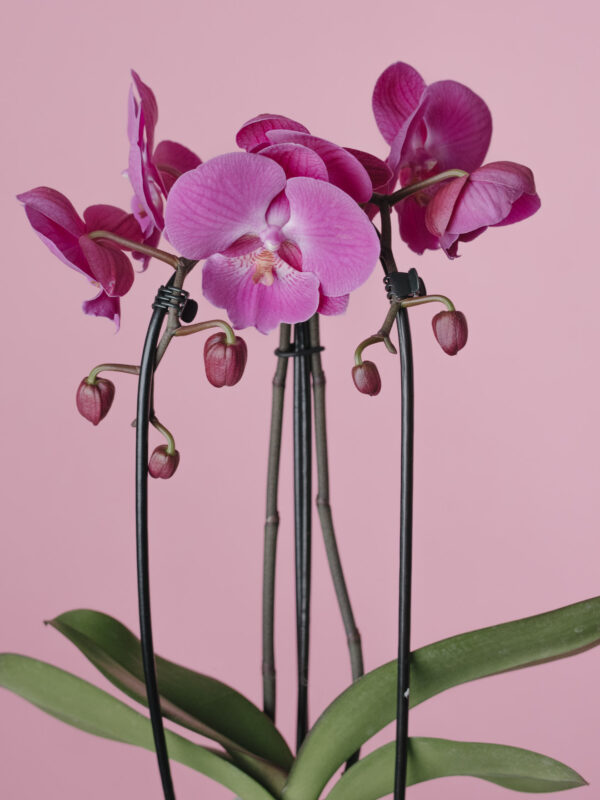 Orhidee Phalaenopsis Mov Arcuită