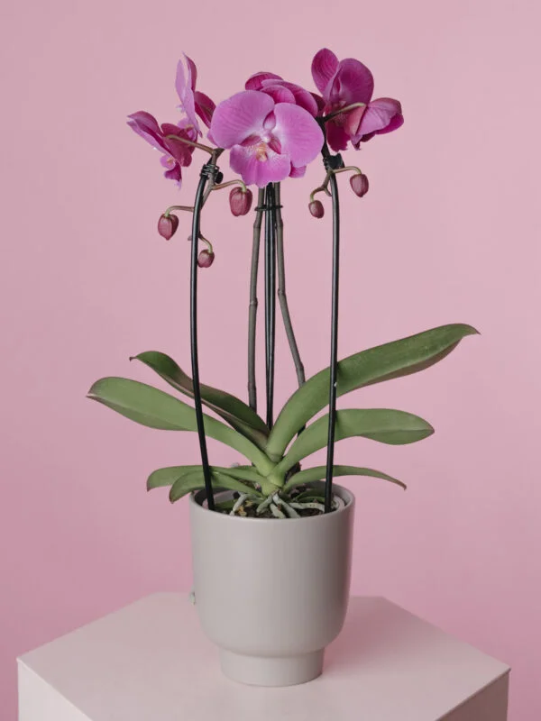 Orhidee Phalaenopsis Mov Arcuită