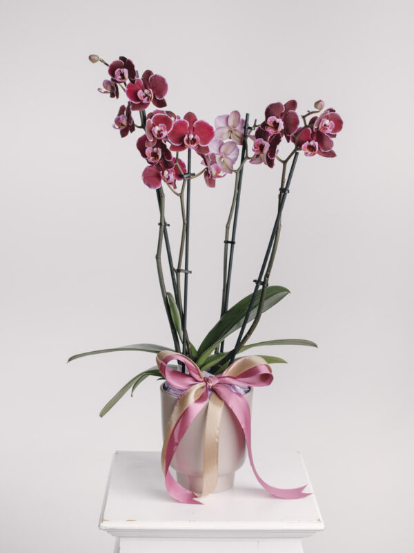 Orhidee Grena În Vas Ceramic
