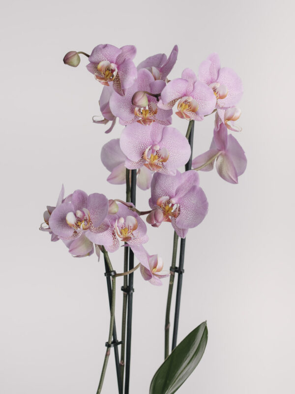 Orhidee la ghiveci în vas ceramic Happy