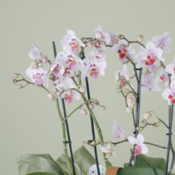 Spectacolul Orhideelor