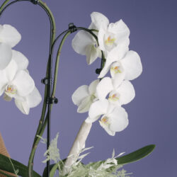 Decor cu orhidee Phalaenopsis albă