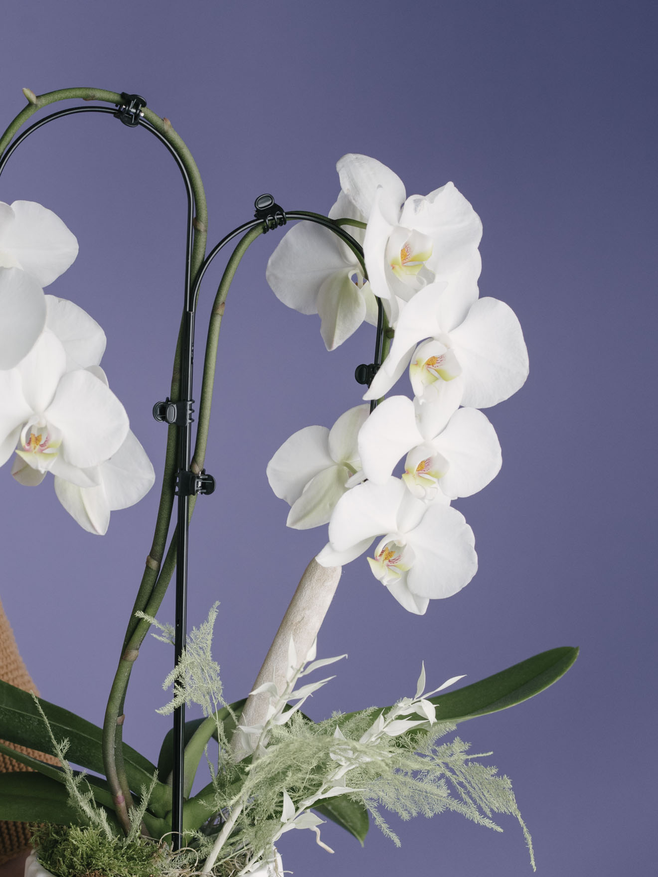 Decor cu orhidee Phalaenopsis albă