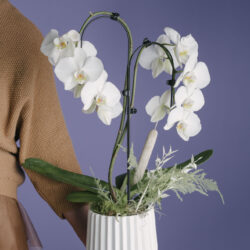 Decor cu orhidee Phalaenopsis albă