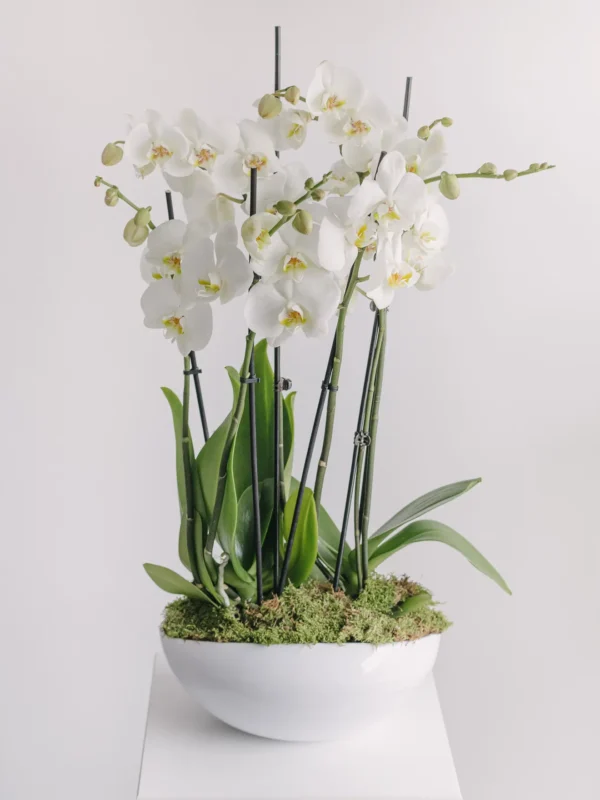Aranjament cu orhidee phalaenopsis albe