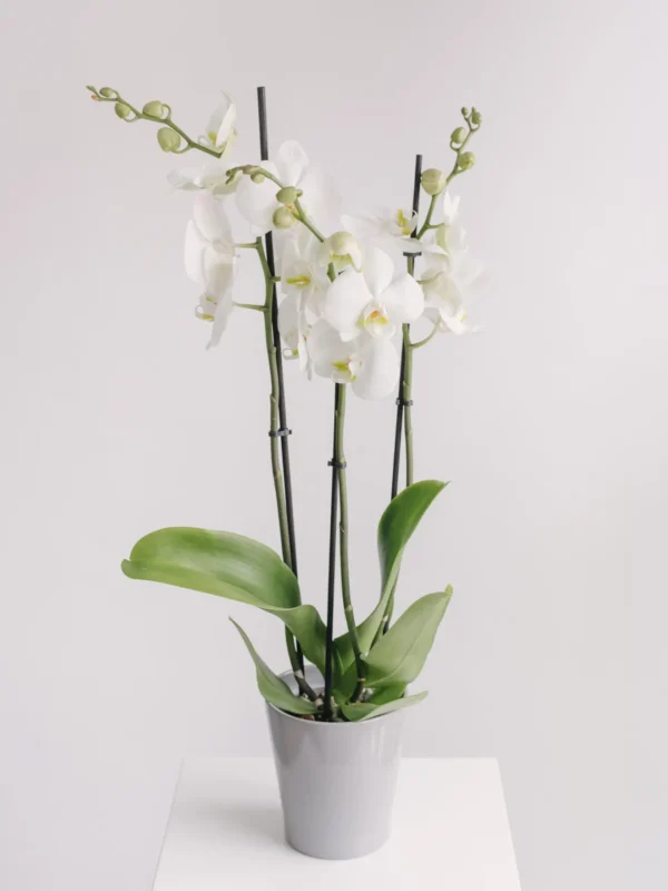Aranjament cu orhidee phalaenopsis albe