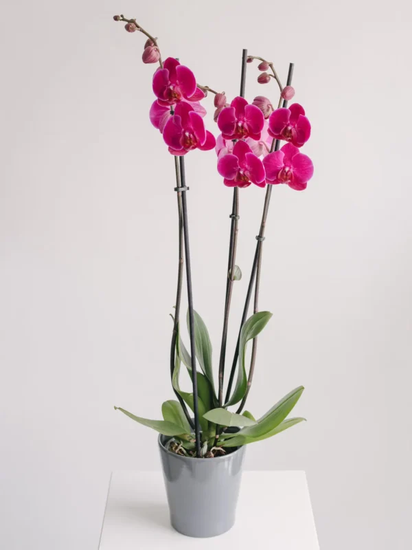 Aranjament cu orhidee phalaenopsis fucsia