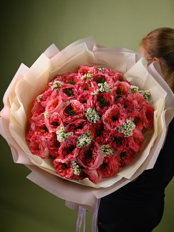 Buchet amplu cu 43 de trandafiri de grădină roz-corai și waxflower alb, în ambalaj crem