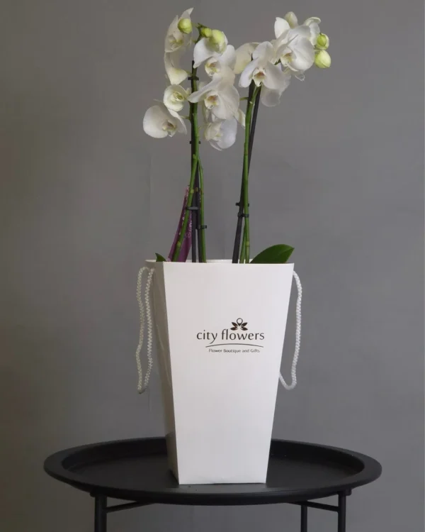 Ivory Bloom
