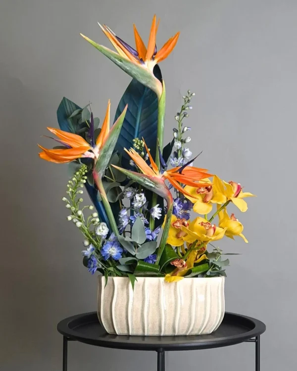 L'envol tropical