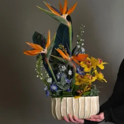 L'envol tropical