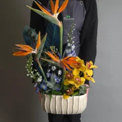 L'envol tropical