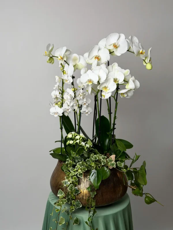 Aranjament de plante vii cu orhidee Phalaenopsis albe, Kalanchoe, Pothos și iederă în vas ceramic bronz