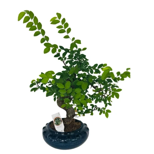 Trunchi cu poveste